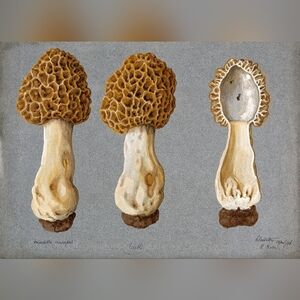 Vintage Mushroom Art Print